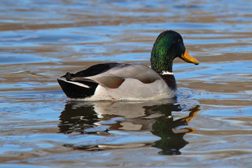 duck in the water