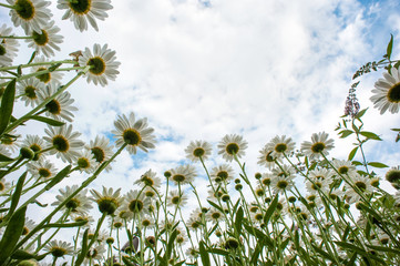 Daisies from Below