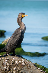 Beautiful photo of a Double-crested Cormorant (Phalacrocorax auritus ) standing on a rock on the Gulf of Mexico sunning and drying after fishing.