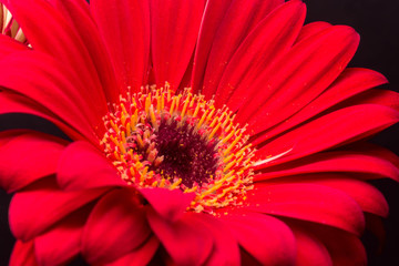 Low-Key Images of Gerbera Daisies
