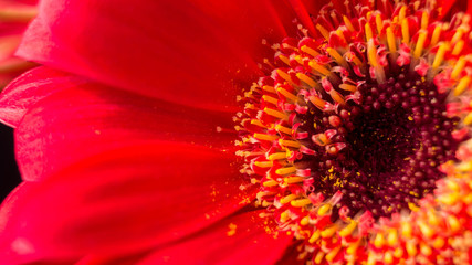 Low-Key Images of Gerbera Daisies