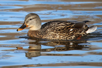 duck in the water