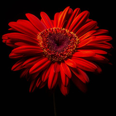 Low-Key Images of Gerbera Daisies