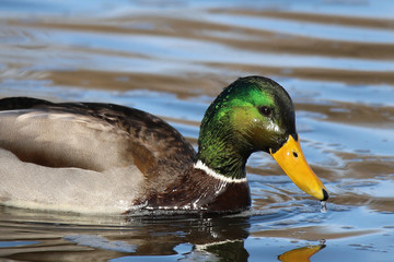 mallard duck