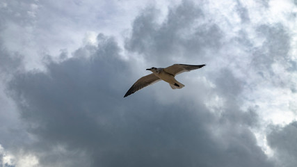 Beach hunters in Playa del Carmen. Seagulls in search of food