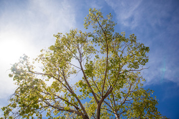 Green fresh Bodhi tree with vivid blue sky.