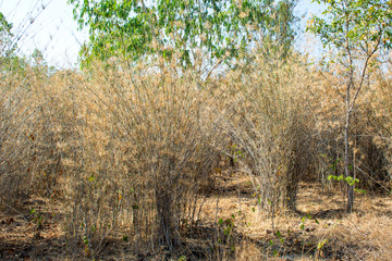 Obraz premium Vietnamosasa pusilla bamboo, Pex bamboo forest