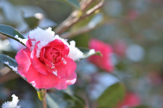 697 最適な 雪椿 画像 ストック写真 ベクター Adobe Stock