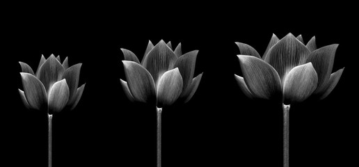 collection lotus isolated on white background.