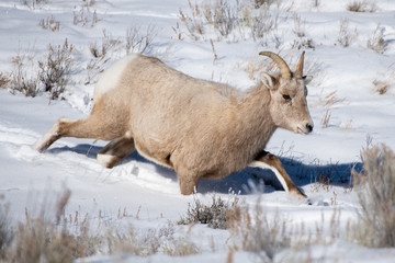 Big Horned Sheep walking in Snow