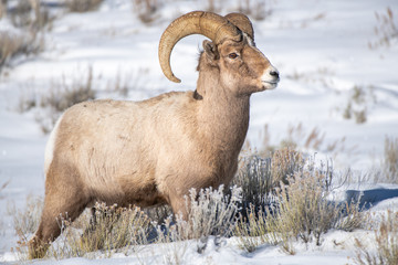 Big Horned Sheep Ram in Snow