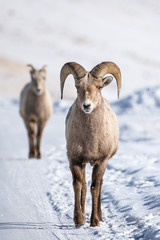 Big Horned Sheep in Snow