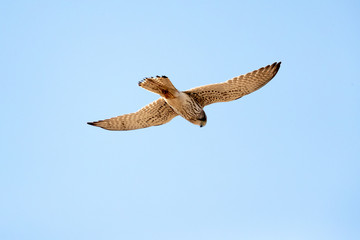チョウゲンボウ飛ぶ
