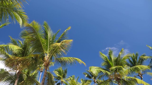 Top of coconut palm trees on blue sky background, nobody