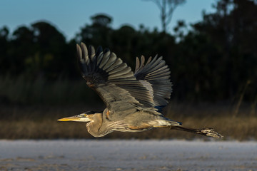 Great Blue Heron in flight