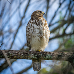 Hawk looking at the sun