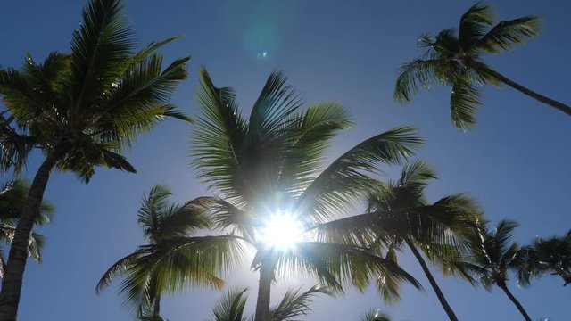 Sunlight through coconut palm tree leaf, nobody