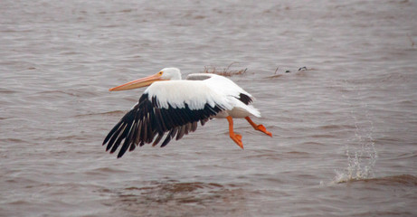 American white pelican flying low over the Santa Clara river wetland at McGrath State Park on Ventura's  California gold coast in the United States