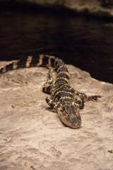 alligator closeup at the Mystic Aquarium in Mystic Connecticut