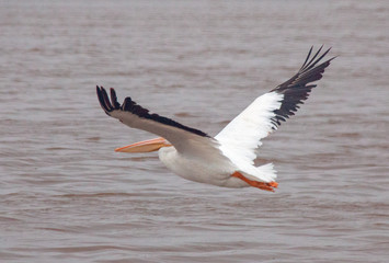 American white pelican flying low over the Santa Clara river wetland at McGrath State Park on Ventura's  California gold coast in the United States