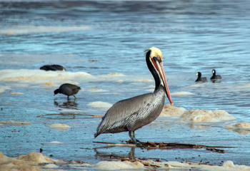 Brown Pelican at Ventura beach next to Santa Clara river wetland on California's gold coast in the United States