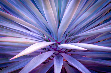 Shade of Agave