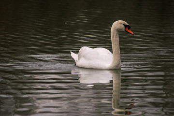 Der Schwan ist eine Gattung der Entenvögel und gehört zur Familie der Gänse