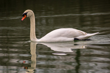 Fototapeta premium Der Schwan ist eine Gattung der Entenvögel und gehört zur Familie der Gänse