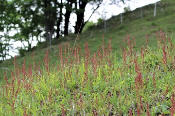 横根高原・前日光牧場のヒメスイバ