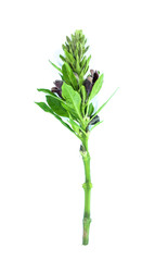 Phlogacanthus pulcherrimus  Close up