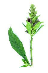 Phlogacanthus pulcherrimus  Close up