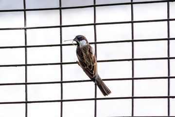 nesting sparrow on grill
