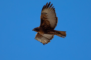 Red-tailed hawk flying in beautiful light, seen in the wild in North California