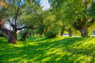 beautiful green nature with trees on the riverside