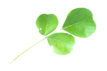 Bastard teak Close up