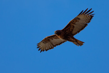 Red-tailed hawk flying in beautiful light, seen in the wild in North California