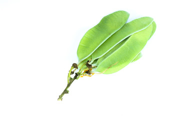 Bastard teak Close up