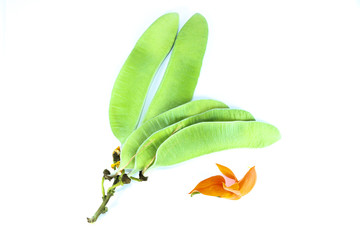 Bastard teak Close up