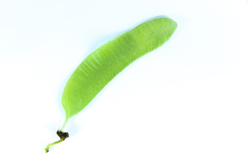 Bastard teak Close up