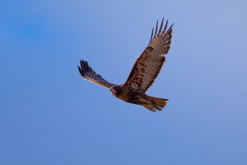 Red-tailed hawk flying and screaming, seen in the wild in North California