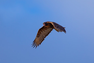 Red-tailed hawk flying and screaming, seen in the wild in North California