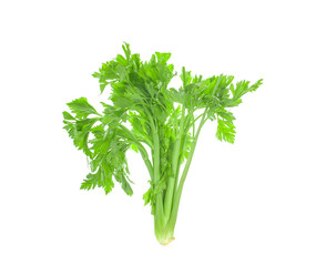 Fresh celery stalks on a white background