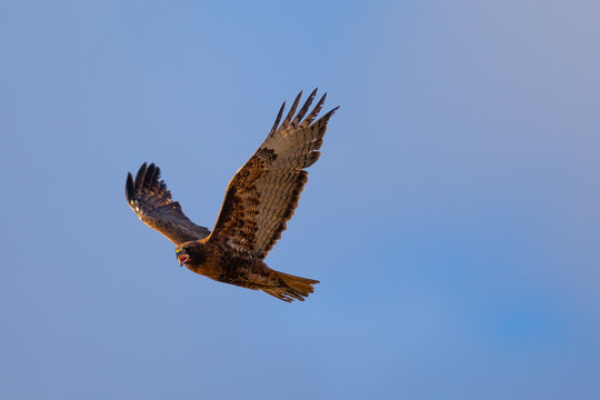 Red-tailed hawk flying and screaming, seen in the wild in North California