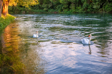 pair of white swans in summer park © Leilani