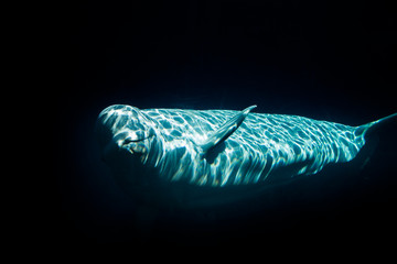 beluga whale at the Mystic Aquarium in Mystic Connecticut