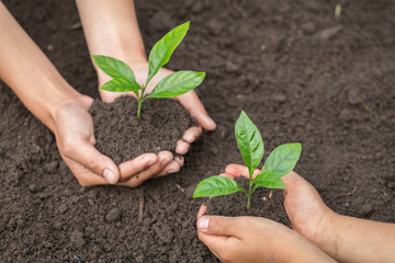 The hands of the woman and child to plant the seedlings in the soil,Seedlings are growing from abundant soil, plant a tree, reduce global warming, World Environment Day ecology concept.