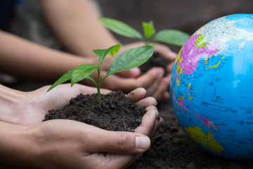 The adult hand and child hand hold a small tree beside the globe, plant a tree, reduce global warming, World Environment Day