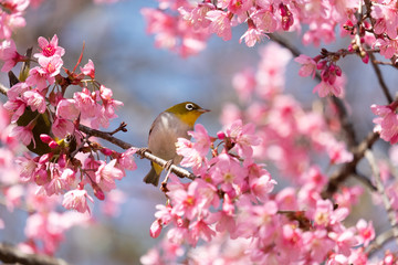 Birds are on the branches of the cherry tree