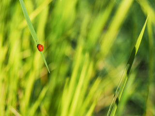 Obraz premium czerwona i biała biedronka na latającym zielonym liściu