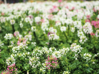 cleome flower or spider flower bloomig in garden 